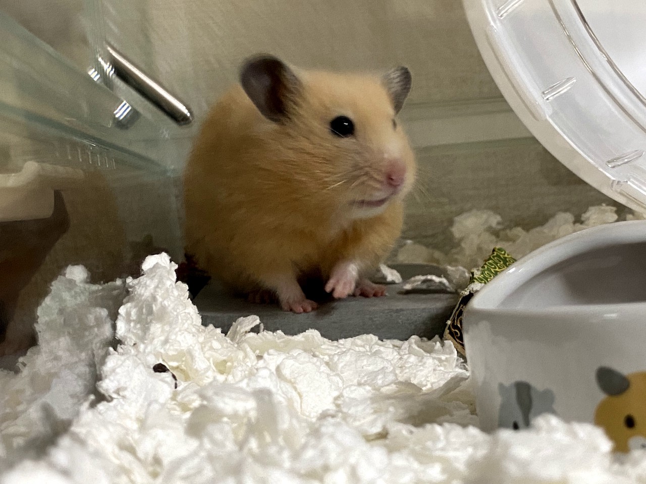 病気 Camちゃんhp