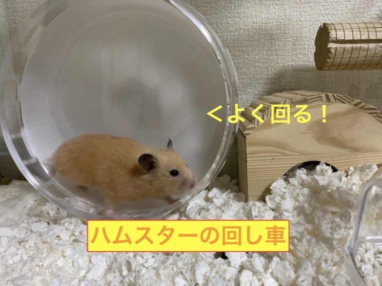 ハムスターと回し車の画像です。