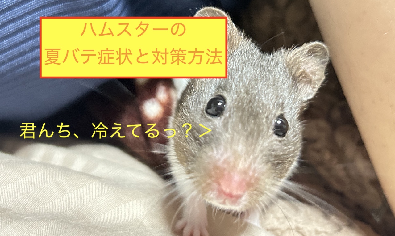 ハムスターの夏バテ症状と対策方法のブログ記事のアイキャッチ画像です。