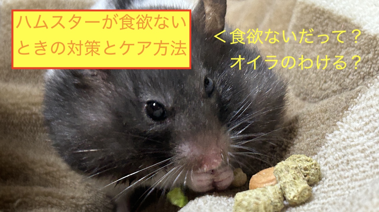 ハムスターが食欲ないときの対策とケア方法のアイキャッチ画像です。