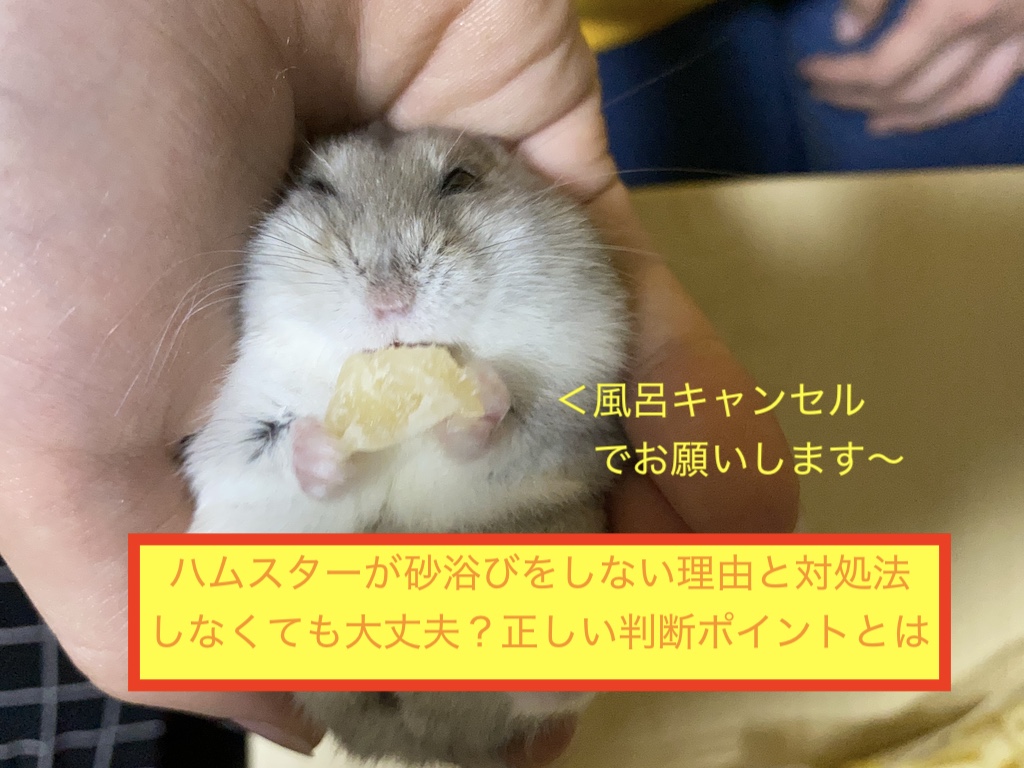 ハムスターが砂浴びをしない理由と対処法｜しなくても大丈夫？正しい判断ポイントとはのアイキャッチ画像です。