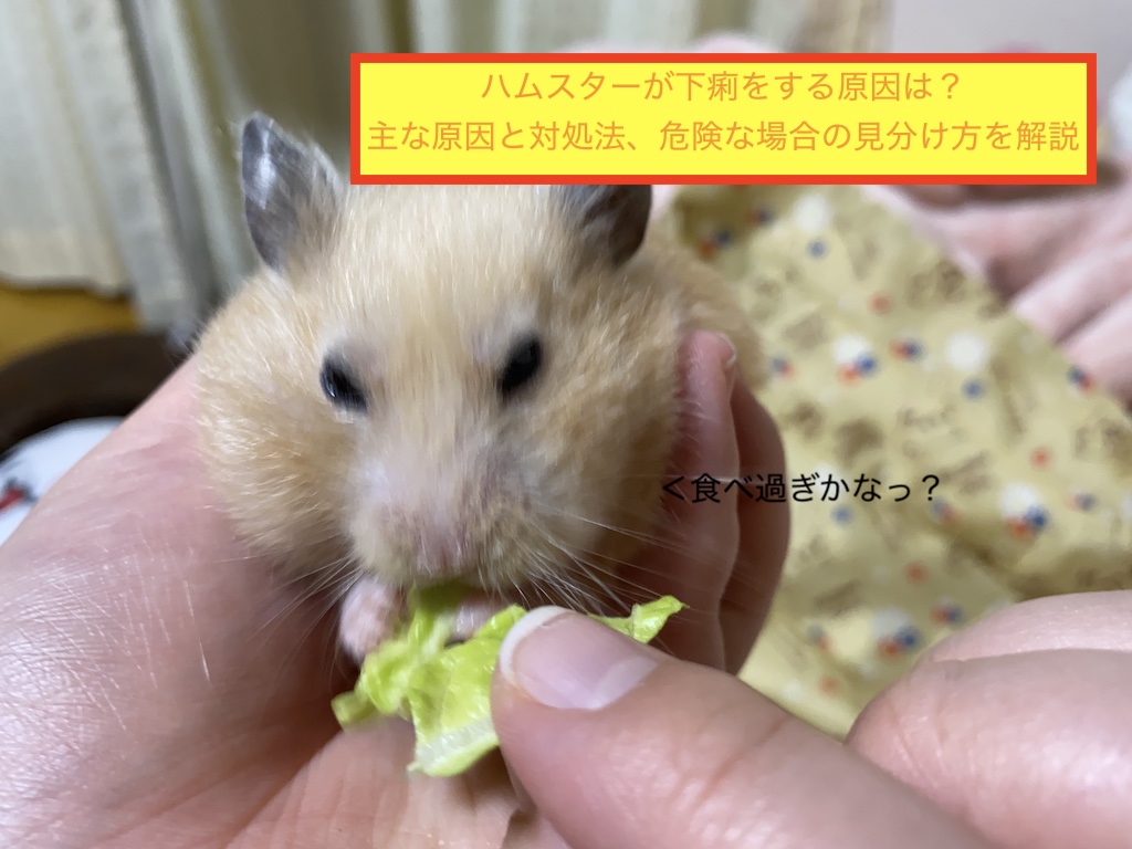 ハムスターが下痢をする原因は？主な原因と対処法、危険な場合の見分け方を解説のアイキャッチ画像です。