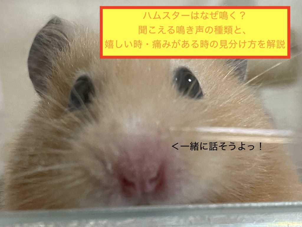 ハムスターはなぜ鳴く？聞こえる鳴き声の種類と、嬉しい時・痛みがある時の見分け方を解説のアイキャッチ画像です。