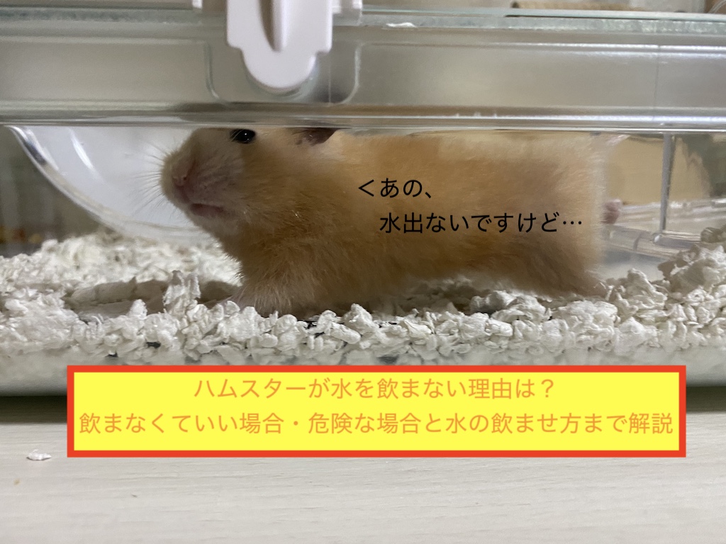 ハムスターが水を飲まない理由は？飲まなくていい場合・危険な場合と水の飲ませ方まで解説のアイキャッチ画像です。