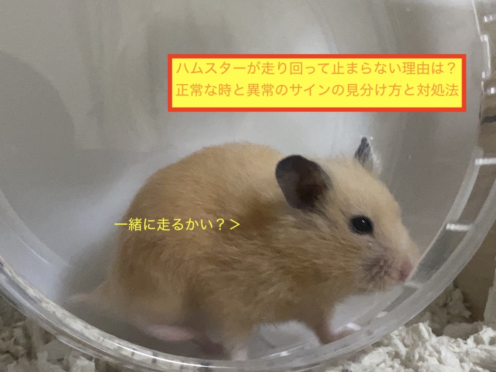 ハムスターが走り回って止まらない理由は？正常な時と異常のサインの見分け方と対処法のアイキャッチ画像です。
