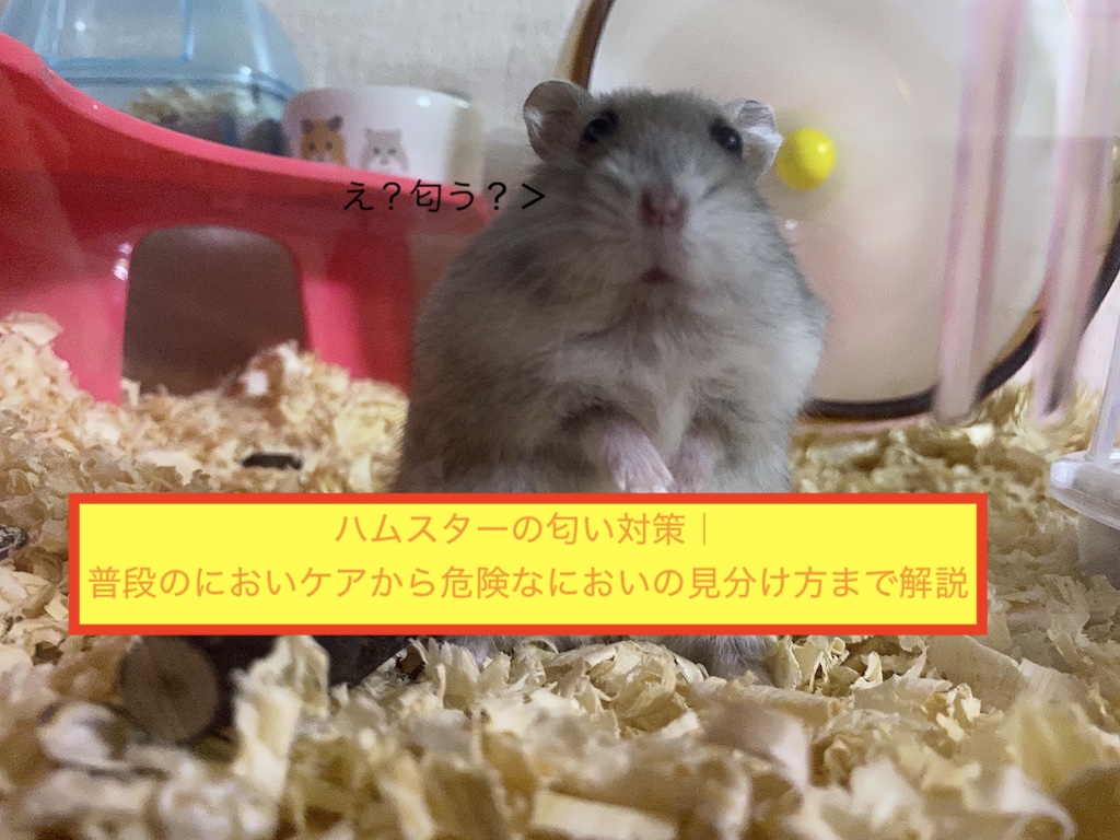 ハムスターの匂い対策｜普段のにおいケアから危険なにおいの見分け方まで解説のアイキャッチ画像です。