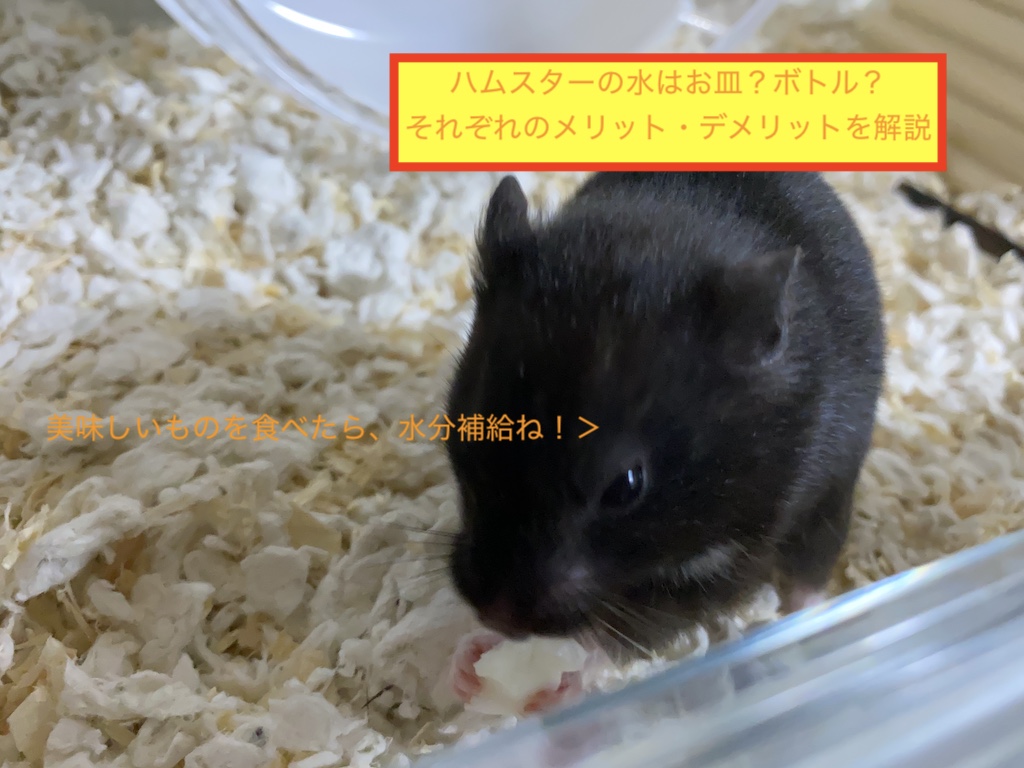 ハムスターの水はお皿？ボトル？それぞれのメリット・デメリットを解説のアイキャッチ画像です。