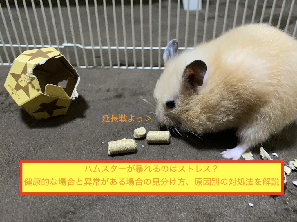 ハムスターが暴れるのはストレス？健康的な場合と異常がある場合の見分け方、原因別の対処法を解説のアイキャッチ画像です。