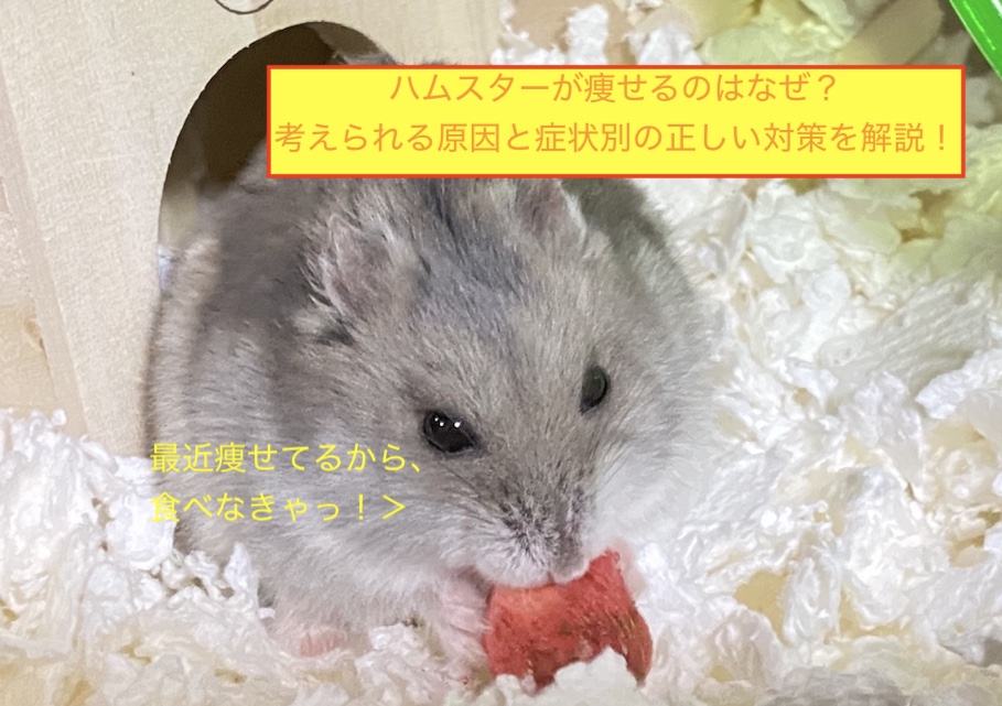 ハムスターが痩せるのはなぜ？考えられる原因と症状別の正しい対策を解説！のアイキャッチ画像です。