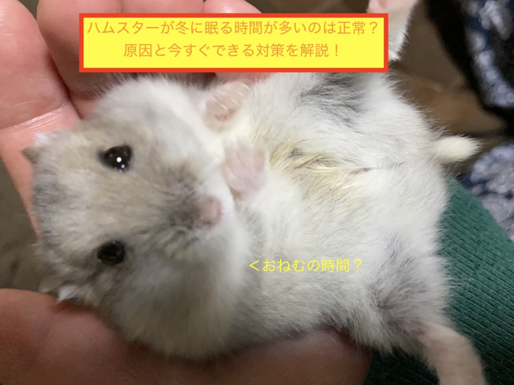 ハムスターが冬に眠る時間が多いのは正常？原因と今すぐできる対策を解説！のアイキャッチ画像です。
