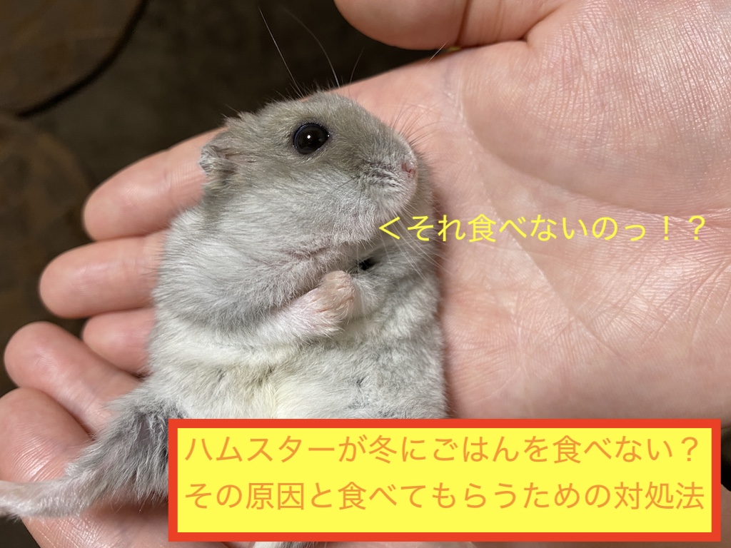 ハムスターが冬にごはんを食べない？その原因と食べてもらうための対処法のアイキャッチ画像です。
