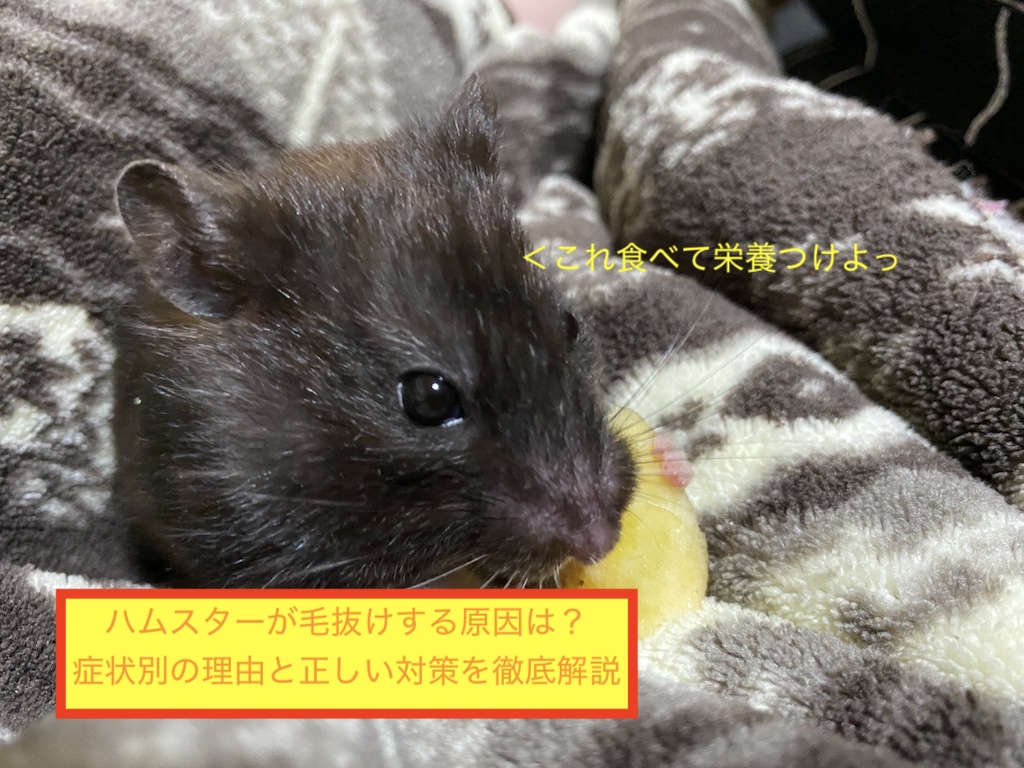ハムスターが毛抜けする原因は？症状別の理由と正しい対策を徹底解説のアイキャッチ画像です。