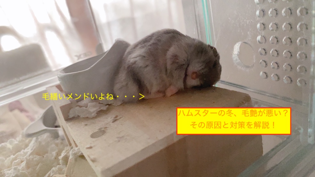 ハムスターの冬、毛艶が悪い？その原因と対策を解説！のアイキャッチ画像です。