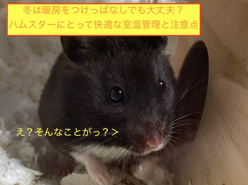 冬は暖房をつけっぱなしでも大丈夫？ハムスターにとって快適な室温管理と注意点のアイキャッチ画像です。