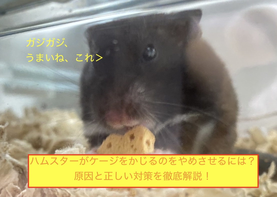 ハムスターがケージをかじるのをやめさせるには？原因と正しい対策を徹底解説！のアイキャッチ画像です。