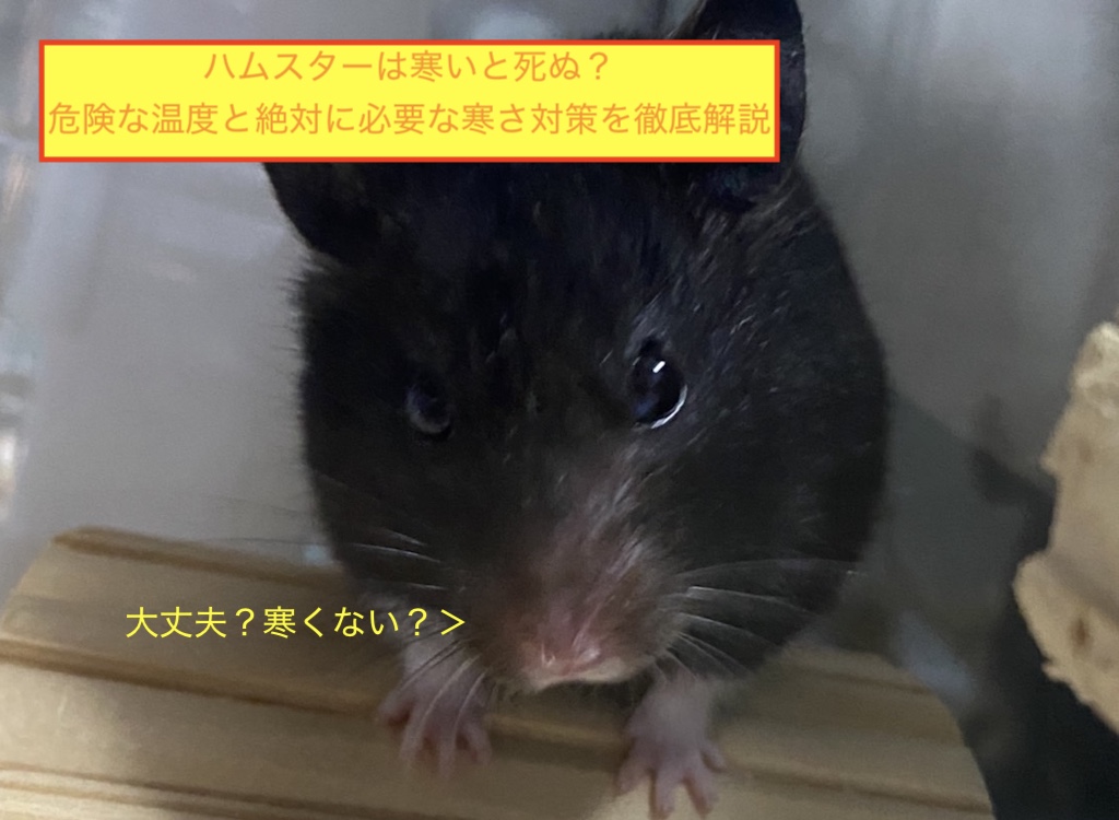 ハムスターは寒いと死ぬ？危険な温度と絶対に必要な寒さ対策を徹底解説のアイキャッチ画像です。
