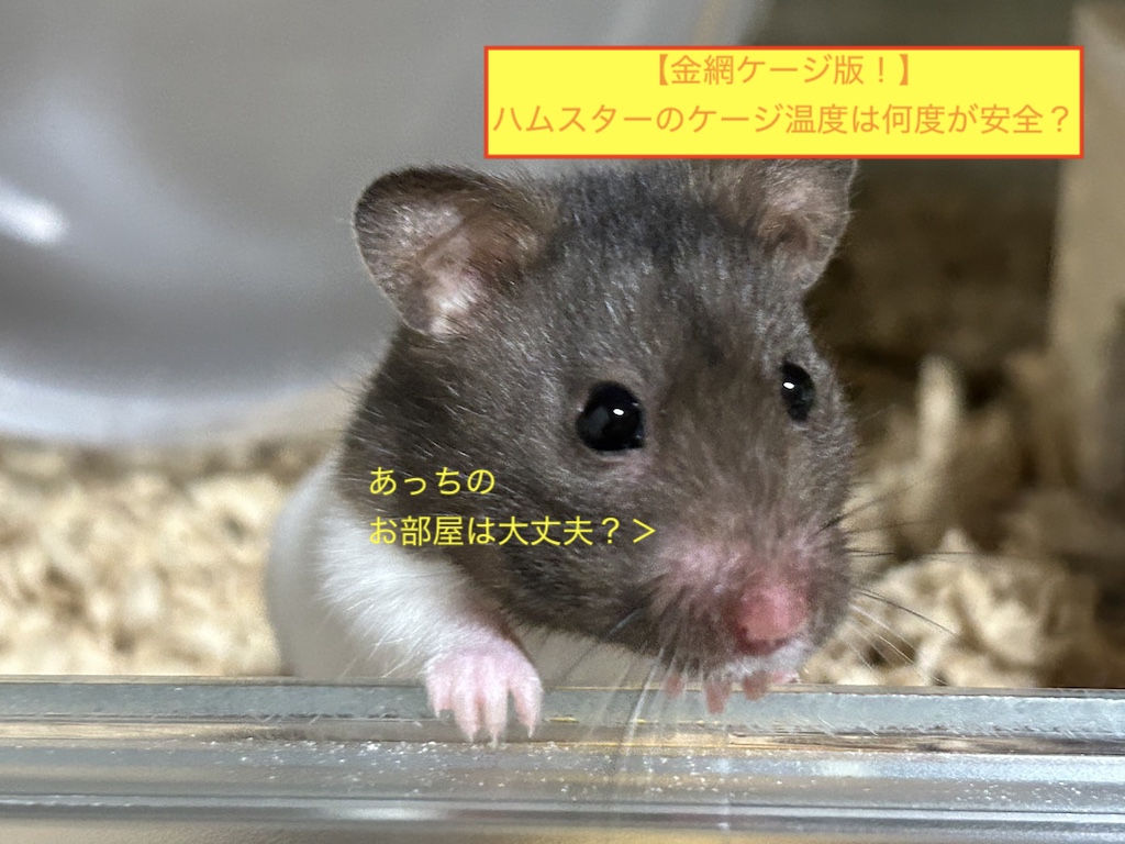 【金網ケージ版！】ハムスターのケージ温度は何度が安全？のアイキャッチ画像です。