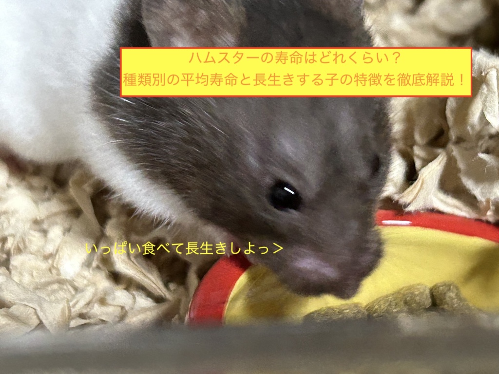ハムスターの寿命はどれくらい？種類別の平均寿命と長生きする子の特徴を徹底解説！のアイキャッチ画像です。