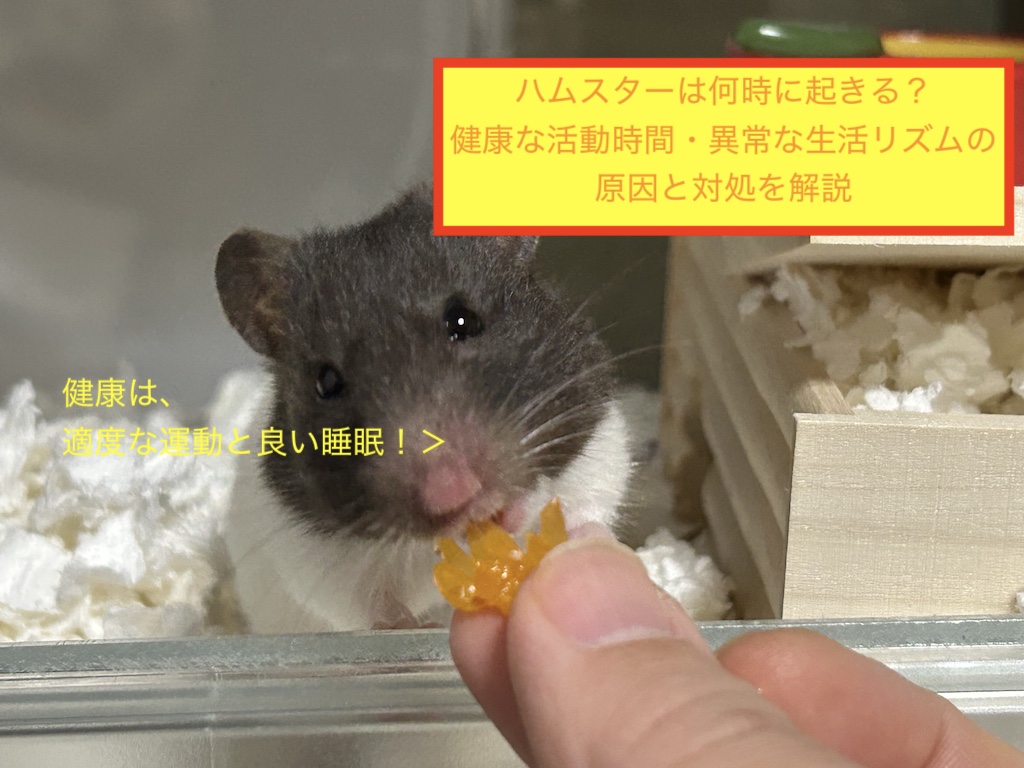 ハムスターは何時に起きる？健康な活動時間・異常な生活リズムの原因と対処を解説のアイキャッチ画像です。