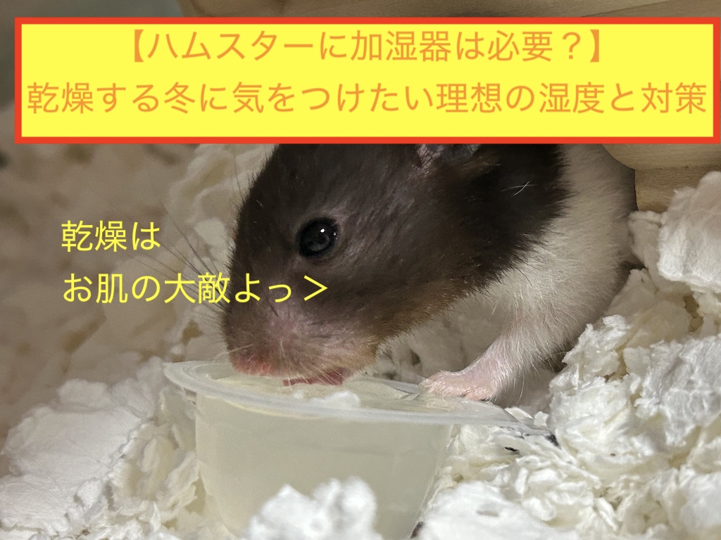 【ハムスターに加湿器は必要？】乾燥する冬に気をつけたい理想の湿度と対策のアイキャッチ画像です。
