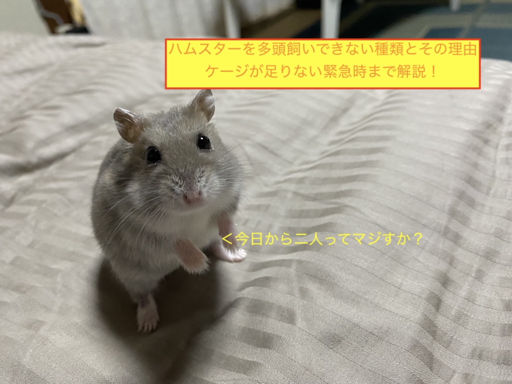 ハムスターを多頭飼いできない種類とその理由、ケージが足りない緊急時まで解説！のアイキャッチ画像です。